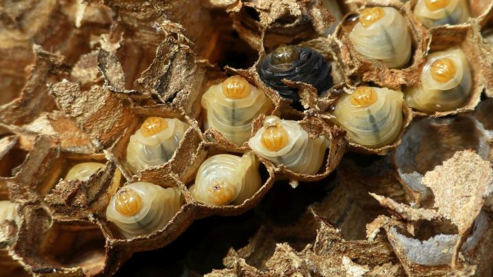 wasp larvae in a nest